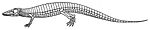 Aetosaurus.jpg