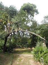 Une allée du parc du Plantier avec un yucca filifera qui enjambe l'allée.