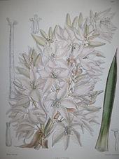 Fleur et tronc de yucca collecté par C. Pringle.