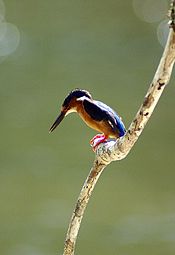 Un petit oiseau avec un long bec, une gorge jaune, une tête et des ailes noires, perché sur une branche.
