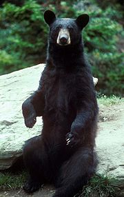 Black bear large.jpg