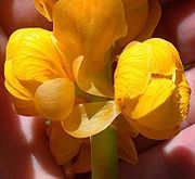 La fleur du dartrier, une plante à laquelle Jacques Delisse a consacré un mémoire.