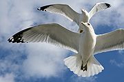 Chesapeake Bay gulls soaring.jpg