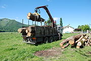 Déchargement de troncs d'arbre à Lézignan par Alain Sanguinet
