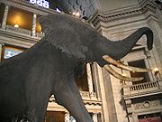 Un éléphant naturalisé dans un museum