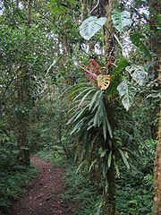 Jungle trail panama.jpg