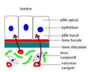 Membrane basale.jpg