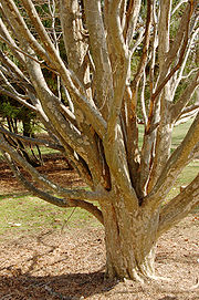 Persian Ironwood Parrotia persica Branches 2000px.jpg