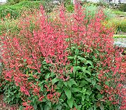 Une plante buissonnante au feuillage vert, avec une abondante floraison de trombettes rouges portée par des tiges nues, ressemblant beaucoup à un fuchsia.