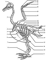 Squelette oiseau.JPG