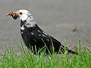 Oiseau au bec jaune, yeux noir et plumage partiellement blanc sur la tête