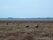 7 Tétras lyre mâles regroupés sur une aire de parade, leur queue blanche présentée en éventail, bien en évidence.