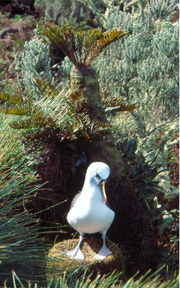 un albatros à bec jaune debout sur un nid, formé d'un socle de boue séchée garnie d'herbe.