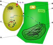 Ce schéma représente les étapes d'infection d'une cellule végétale par Agrobactérium tumefaciens. Une cellule d'agrobactérie est représentée à coté d'une cellule végétale, et les différentes étapes de la transfection sont indiquées