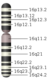 Chromosome 16.svg