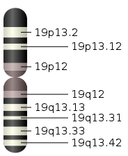 Chromosome 19.svg