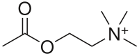 Acétylcholine