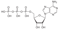 Structure moléculaire de l'Adénosine triphosphate