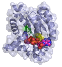 Structure 3D de l'adénylate kinase en complexe avec la bis(adenosine)téraphosphate (ADP-ADP)