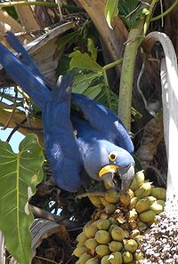 Arara azul palmeira.JPG