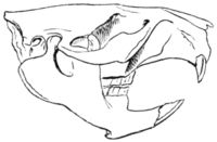 La mâchoire et la denture du castor sont parfaitement adaptées à la fois à l'écorçage et à la coupe du bois. C'est unique dans le monde des mammifères.