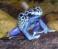 Dendrobates azureus ((en) Blue Poison-dart Frog, Dendrobate azuré) et Dendrobates leucomelas ((en) Yellow-banded Poison-dart Frog, Dendrobate à bandes jaunes) sont vendues dans les magasins animaliers. Ces deux espèces sont actuellement classées comme espèces vulnérables par l'UICN[43],[44] et à l'annexe II de la CITES[45],[46]. Les individus vendus de ces deux espèces sont aujourd'hui essentiellement élevées en captivité.