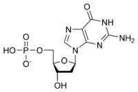 Le désoxyguanosine monophosphate