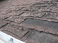 Failure of asphalt shingles allowing roof leakage.JPG
