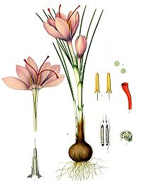 Crocus sativus illustration botanique du Kohler's Medicinal Plants (1887).