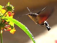 L'oiseau-mouche (à gauche) et le papillon sphingidae (à droite) ont en commun un bec long adapté pour puiser le nectar et une capacité au vol stationnaire.