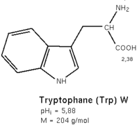Structure du L-tryptophane