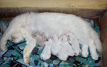 Femelle persan avec cinq chatons