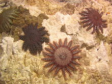 Quatre Acanthaster (une verte, deux rouge-brun, une brun-rougeâtre) posées sur une petite surface de corail blanchi