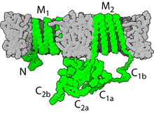 Adenylyl cyclase.png