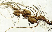 une racine présente plusieurs tumeurs brunes, des galles provoquées par la présence de la bactérie parasite