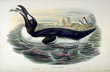 Un Grand Pingouin adulte tenant sa tête en arrière, avalant un poisson dans son bec ouvert.
