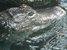 Alligator sinensis1.jpg