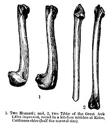 Esquisse de quatre os de Grand Pingouin. Les deux premiers sur la gauche sont plus courts et finissent en forme de crochet, tandis que le troisième est plus étroit. Le quatrième est intermédiaire.