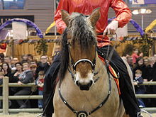 Vue sur la tête d'un cheval, brun, aux crins plus foncés, et au bout du nez plus clair.