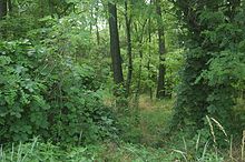Black locust forest.jpg