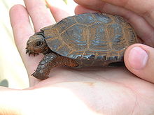 Spécimen de tortue peinte installée dans la paume de la main d'une personne, révélateur de sa petite taille.