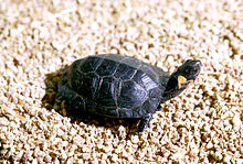 Une Tortue de Muhlenberg avec la queue pointant sur la droite de l'écran. La tortue regarde sur sa gauche.