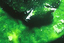 Photographie rapprochée de la surface d'Halimeda tuna montrant l'aspect de pavage hexagonal et révélant la présence d'un hôte mimétique, la petite limace de mer Bosellia mimetica dont la tête apparaît ici en vert plus foncé