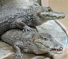 Caiman crocodilus pair.jpg