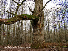 Chêne de Montaloyer (commune de Braize).jpg