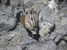 un petit écureuil rayé mangeant une graine, caché dans les rochers