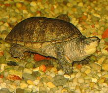 Common Musk Turtle.jpg