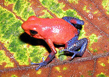 une petite grenouille posée sur une feuille a le haut du corps couleur fraise écrasée et les avant-bras, les mains, les cuisses, les jambes et les pieds bleus