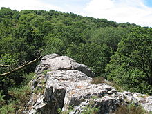 Dans un cadre forestier, affleurement de roches au sommet plat.