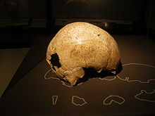 Le crâne se détache, bien éclairé, posé sur plan horizontal brun ou sont dessinés les contours de fragments osseux, du fond brun foncé de la photographie.